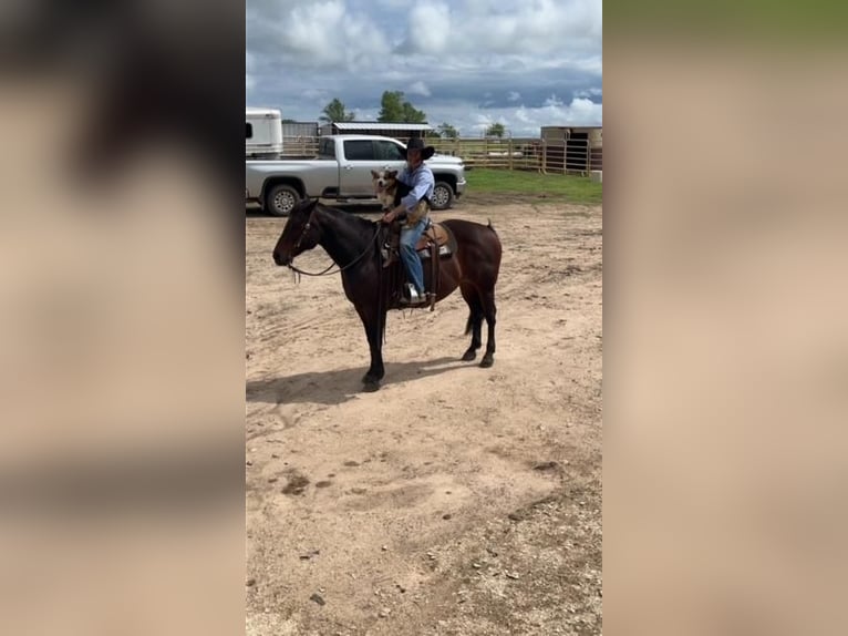 American Quarter Horse Klacz 9 lat Gniada in Canadian, TX