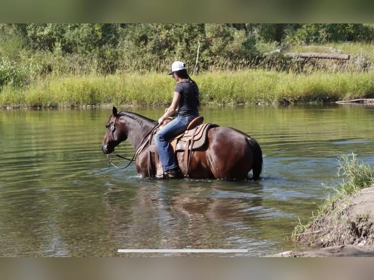 American Quarter Horse Klacz 9 lat Gniada in Canadian, TX