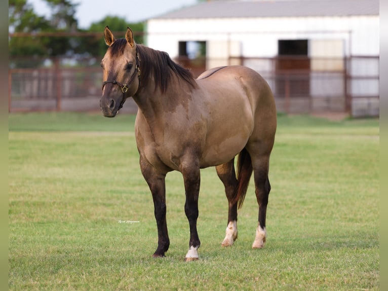 American Quarter Horse Klacz 9 lat Grullo in Ripley