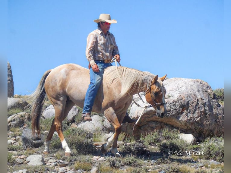 American Quarter Horse Klacz 9 lat Izabelowata in Cody, WY
