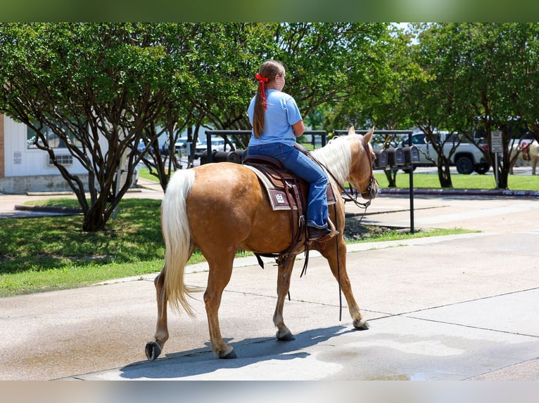 American Quarter Horse Klacz 9 lat Izabelowata in Forney