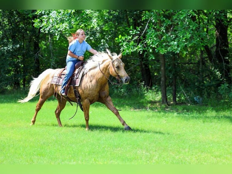 American Quarter Horse Klacz 9 lat Izabelowata in Forney