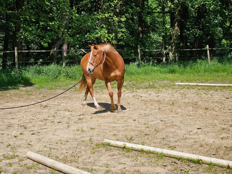 American Quarter Horse Klacz 9 lat Kasztanowata in Sprockhövel