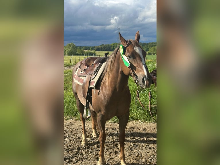 American Quarter Horse Klacz 9 lat in Stare &#x17B;ukowice