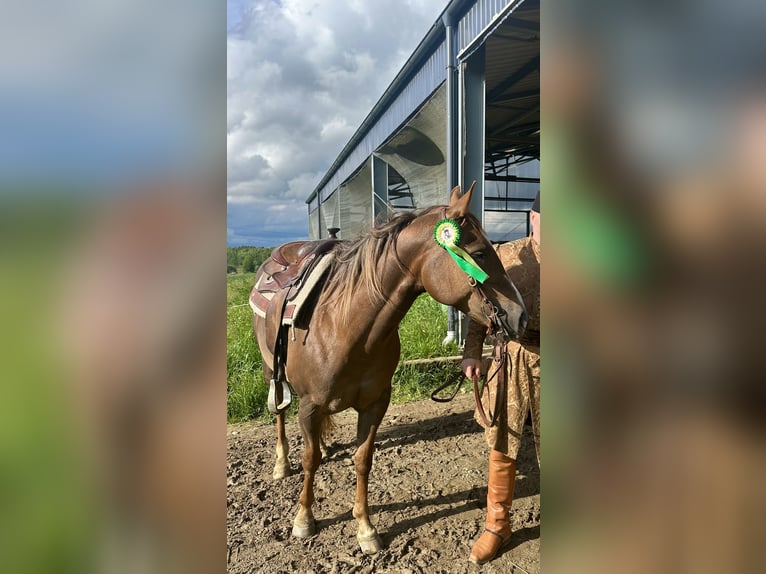American Quarter Horse Klacz 9 lat in Stare &#x17B;ukowice
