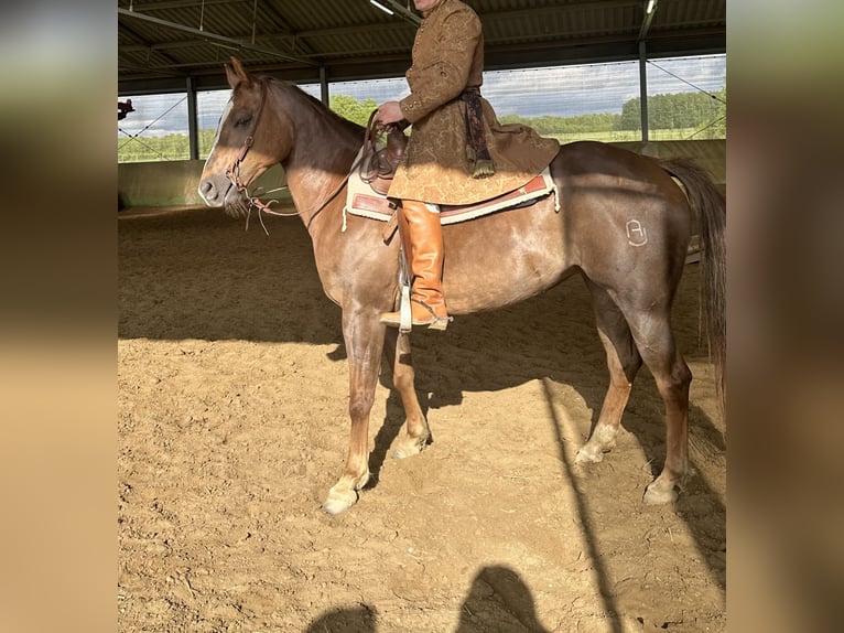 American Quarter Horse Klacz 9 lat in Stare &#x17B;ukowice
