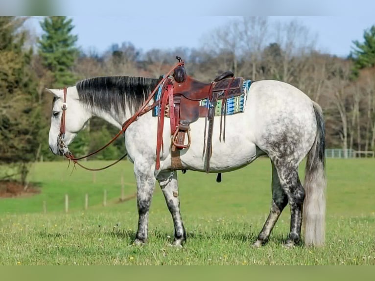 American Quarter Horse Klacz 9 lat Siwa jabłkowita in Clarion