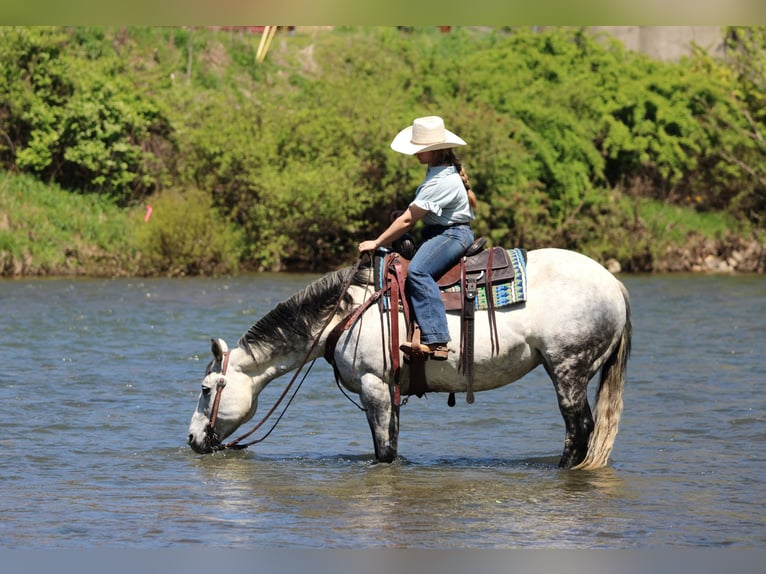 American Quarter Horse Klacz 9 lat Siwa jabłkowita in Clarion