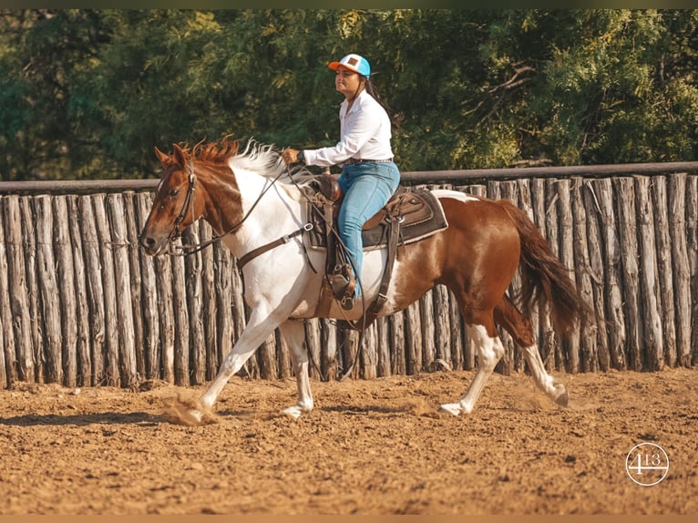 American Quarter Horse Klacz 9 lat Tobiano wszelkich maści in Weatherford TX