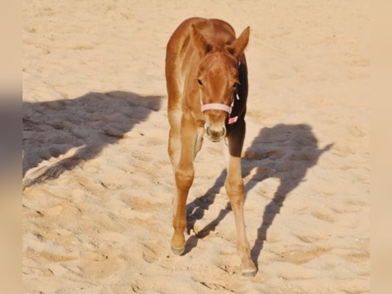 American Quarter Horse Klacz  143 cm Ciemnokasztanowata in Mehlmeisel