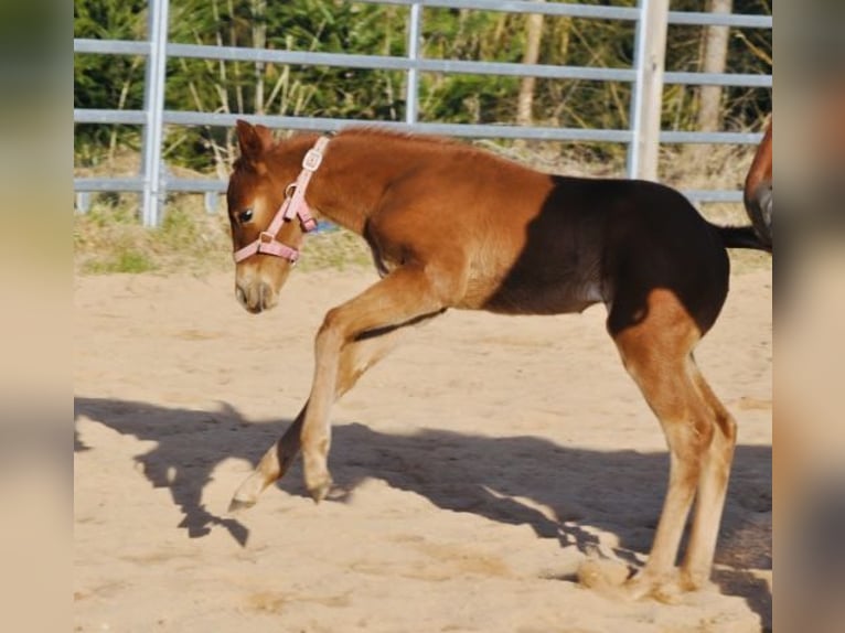 American Quarter Horse Klacz  143 cm Ciemnokasztanowata in Mehlmeisel