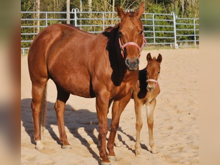 American Quarter Horse Klacz  143 cm Ciemnokasztanowata in Mehlmeisel