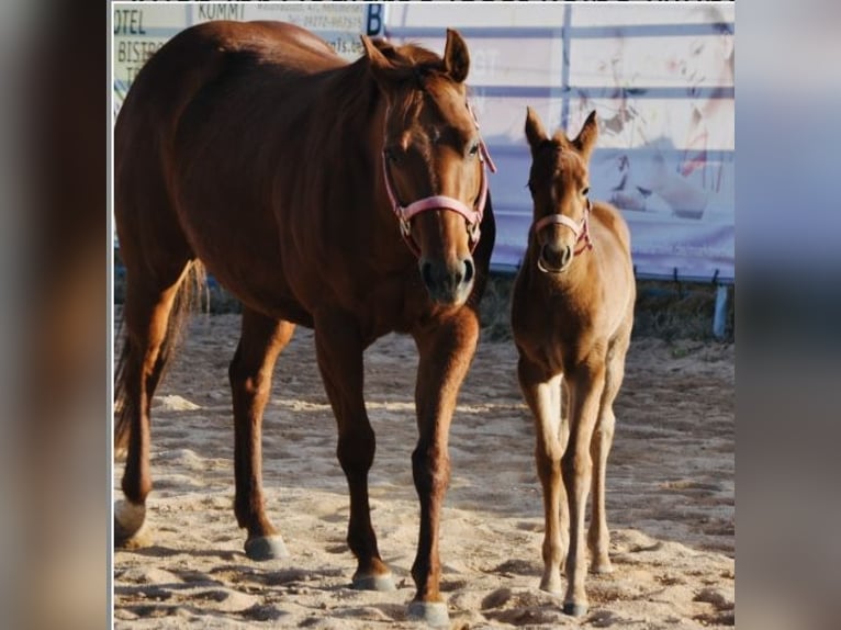 American Quarter Horse Klacz  143 cm Ciemnokasztanowata in Mehlmeisel