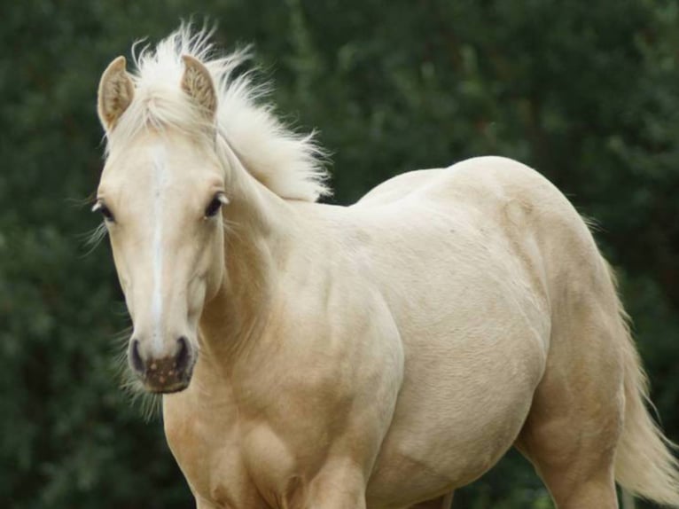 American Quarter Horse Klacz Źrebak (04/2025) 148 cm Izabelowata in Linsburg