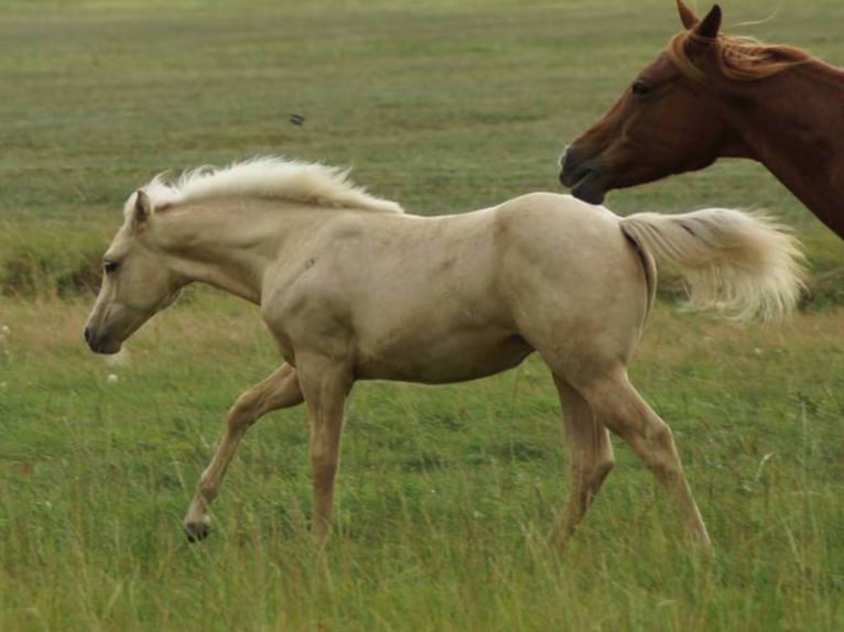 American Quarter Horse Klacz Źrebak (04/2025) 148 cm Izabelowata in Linsburg