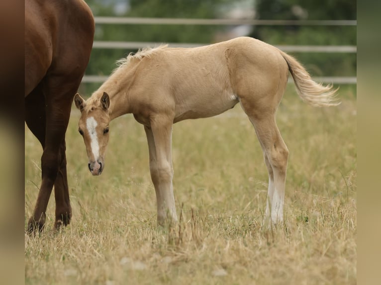 American Quarter Horse Klacz Źrebak (04/2026) 148 cm Izabelowata in Waldshut-Tiengen