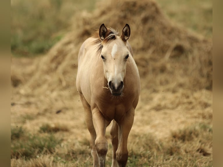 American Quarter Horse Klacz  148 cm Jelenia in Waldshut-Tiengen