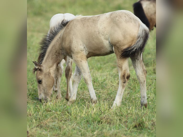 American Quarter Horse Klacz  148 cm Jelenia in Waldshut-Tiengen