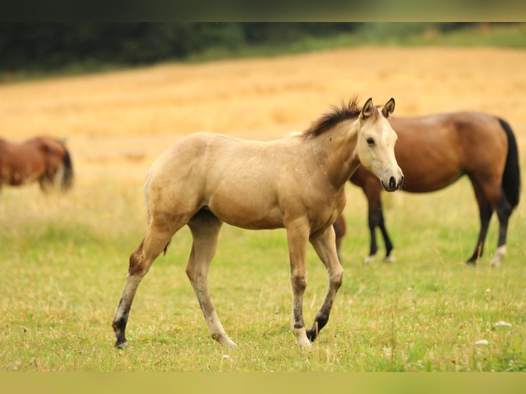 American Quarter Horse Klacz  148 cm Jelenia in Waldshut-Tiengen