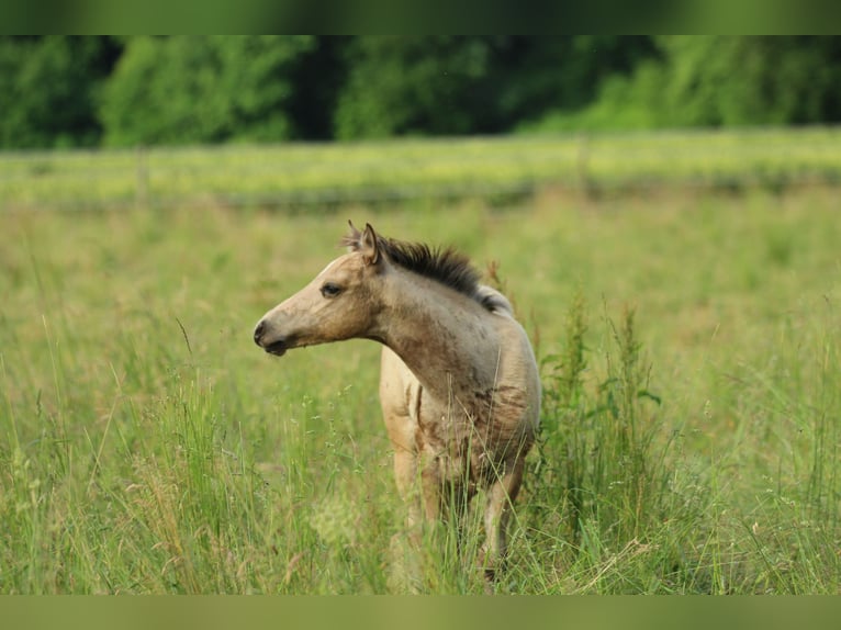 American Quarter Horse Klacz  148 cm Jelenia in Waldshut-Tiengen