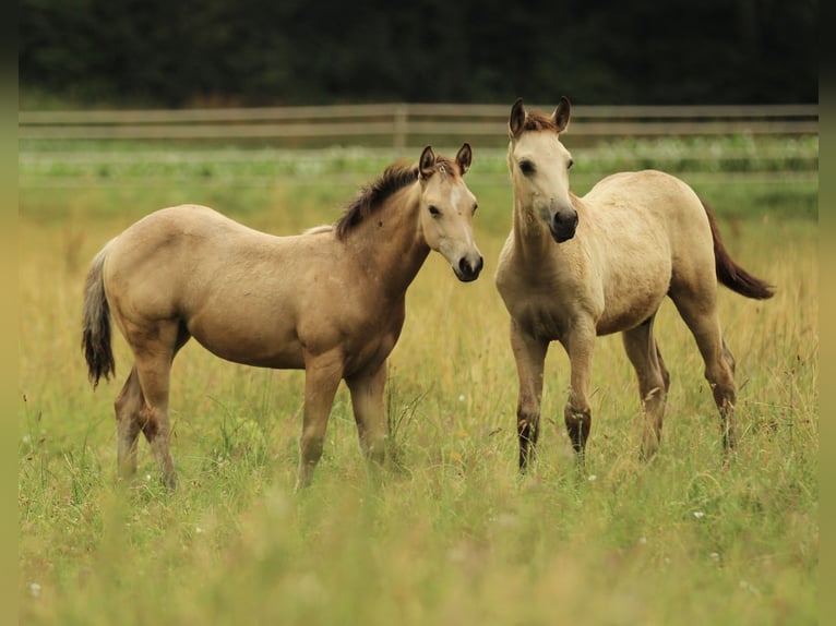 American Quarter Horse Klacz  148 cm Jelenia in Waldshut-Tiengen
