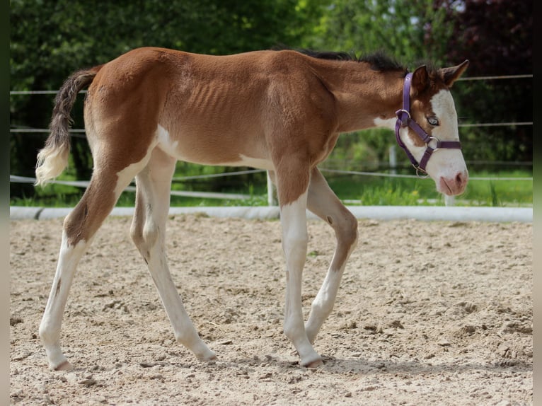 American Quarter Horse Klacz Źrebak (04/2024) 149 cm Overo wszelkich maści in Stade