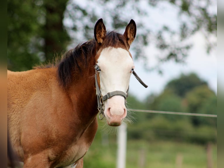 American Quarter Horse Klacz Źrebak (04/2024) 149 cm Overo wszelkich maści in Stade