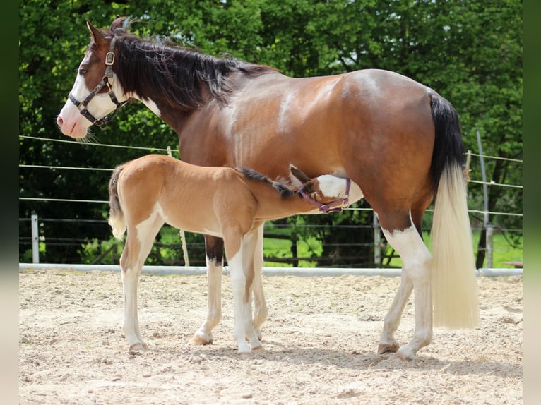 American Quarter Horse Klacz Źrebak (04/2024) 149 cm Overo wszelkich maści in Stade