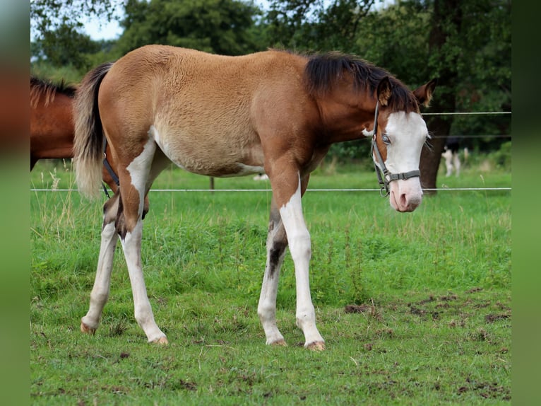 American Quarter Horse Klacz Źrebak (04/2024) 149 cm Overo wszelkich maści in Stade