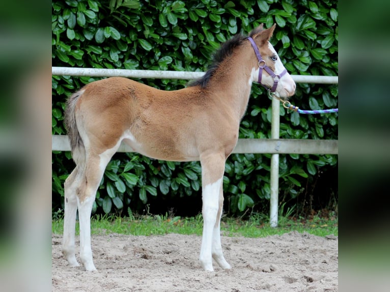 American Quarter Horse Klacz Źrebak (04/2024) 149 cm Overo wszelkich maści in Stade