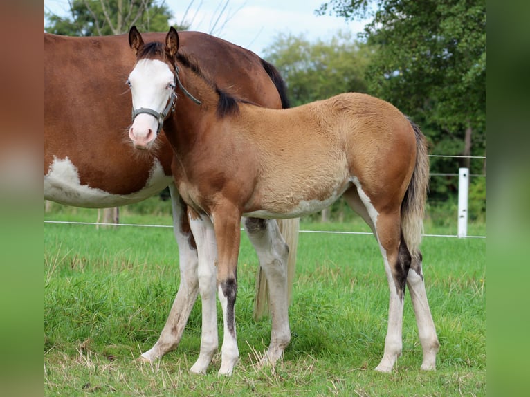 American Quarter Horse Klacz Źrebak (04/2024) 149 cm Overo wszelkich maści in Stade