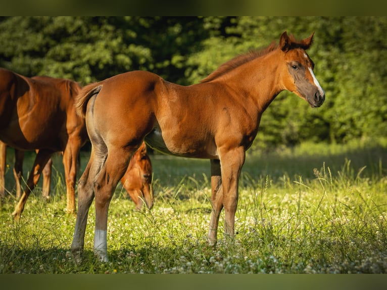 American Quarter Horse Klacz Źrebak (05/2025) 150 cm Ciemnokasztanowata in Lindlar