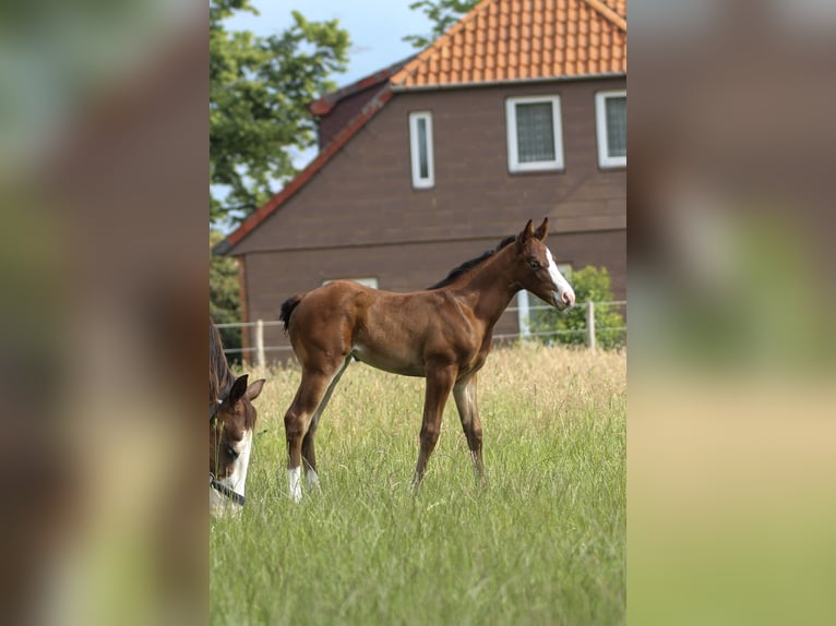American Quarter Horse Klacz Źrebak (06/2025) 150 cm Gniada in Celle