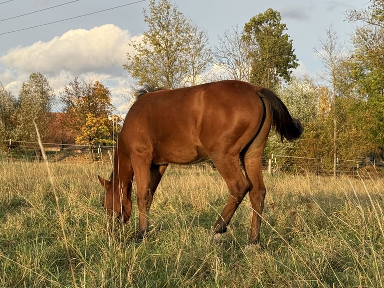 American Quarter Horse Klacz Źrebak (03/2025) 150 cm Gniada in Kindelbrück American Quarter Horse Klacz Źrebak (03/2025) 150 cm Gniada in Kindelbrück