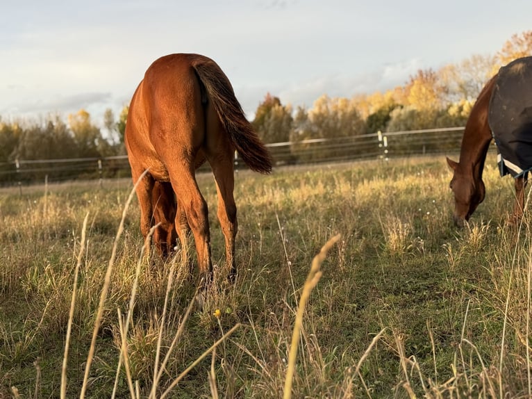 American Quarter Horse Klacz Źrebak (03/2025) 150 cm Gniada in Kindelbrück American Quarter Horse Klacz Źrebak (03/2025) 150 cm Gniada in Kindelbrück