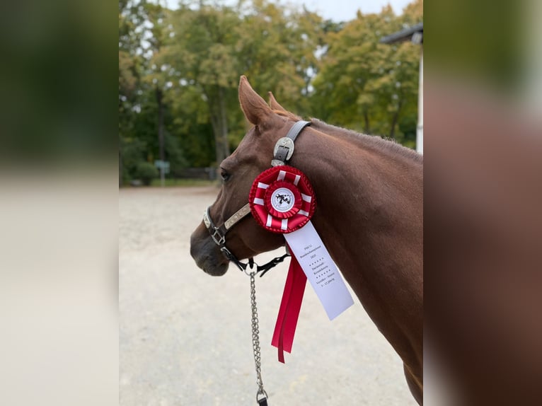 American Quarter Horse Klacz Źrebak (03/2025) 150 cm Gniada in Kindelbr&#xFC;ck