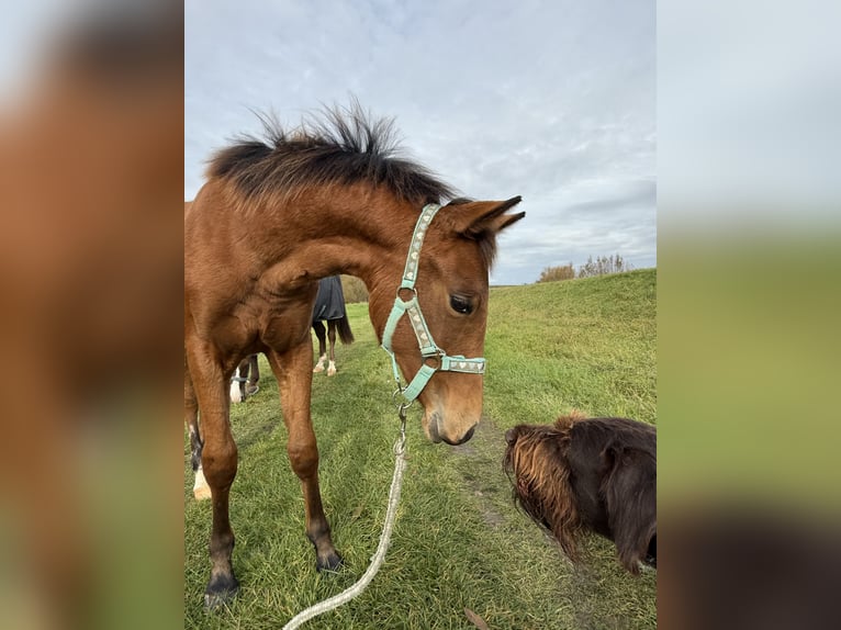 American Quarter Horse Klacz Źrebak (03/2025) 150 cm Gniada in Kindelbr&#xFC;ck