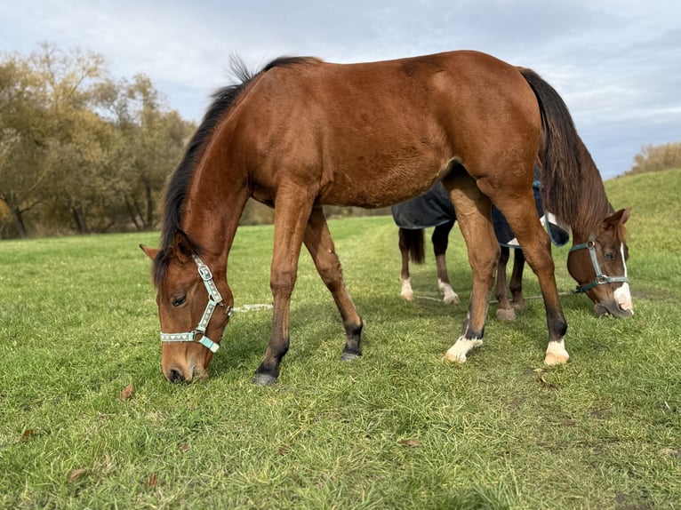 American Quarter Horse Klacz Źrebak (03/2025) 150 cm Gniada in Kindelbr&#xFC;ck