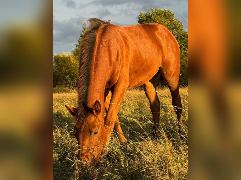 American Quarter Horse Klacz Źrebak (03/2025) 150 cm Gniada in Kindelbr&#xFC;ck