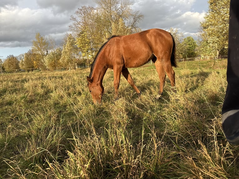 American Quarter Horse Klacz Źrebak (03/2025) 150 cm Gniada in Kindelbrück American Quarter Horse Klacz Źrebak (03/2025) 150 cm Gniada in Kindelbrück