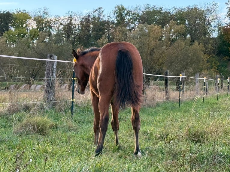 American Quarter Horse Klacz Źrebak (03/2025) 150 cm Gniada in Kindelbrük