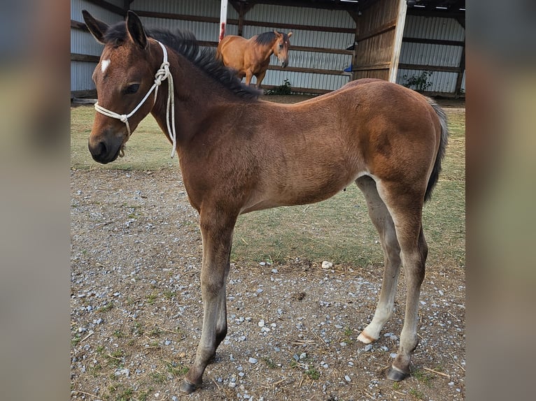 American Quarter Horse Klacz  150 cm Gniada in M&#xFC;glitztal