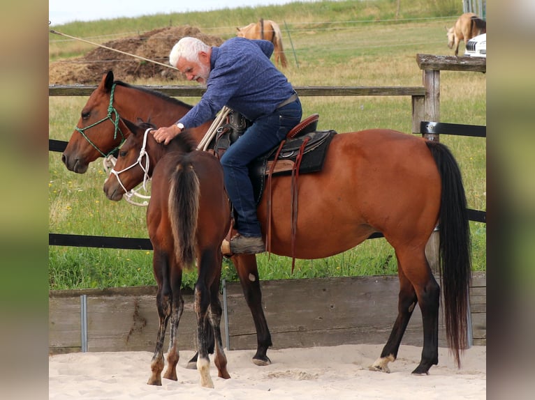 American Quarter Horse Klacz Źrebak (05/2025) 150 cm Gniada in M&#xFC;glitztal