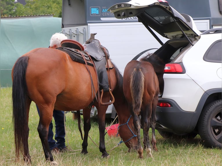 American Quarter Horse Klacz Źrebak (05/2025) 150 cm Gniada in M&#xFC;glitztal