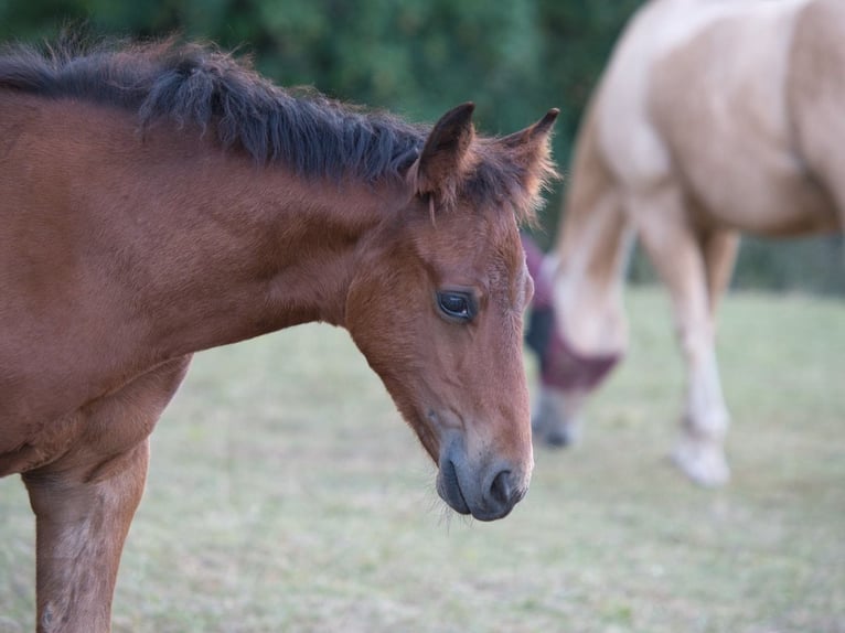 American Quarter Horse Klacz Źrebak (05/2026) 150 cm Gniada in Dahlem