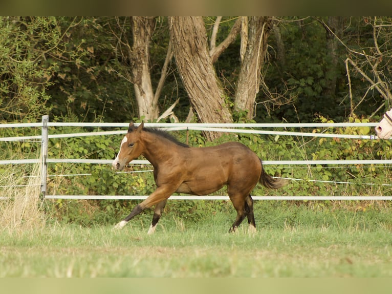 American Quarter Horse Klacz Źrebak (05/2026) 150 cm Gniada in Illingen