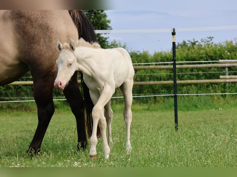 American Quarter Horse Klacz Źrebak (06/2025) 150 cm Grullo in Alt Duvenstedt American Quarter Horse Klacz Źrebak (06/2025) 150 cm Grullo in Alt Duvenstedt