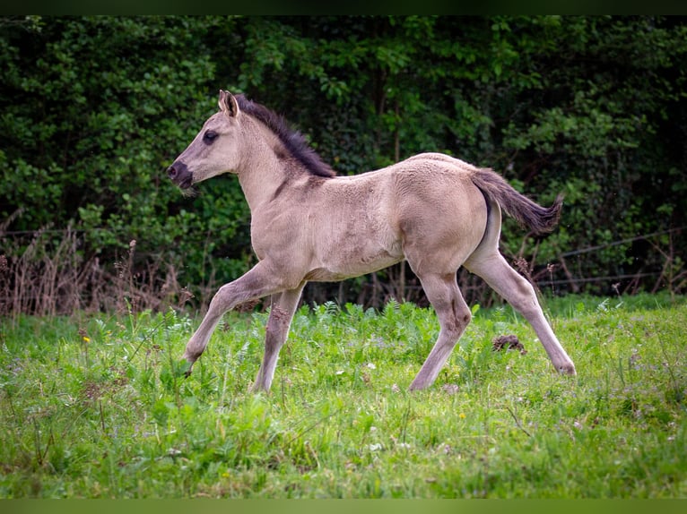 American Quarter Horse Klacz Źrebak (01/2026) 150 cm Grullo in HohendubrauQuitzdorf am See