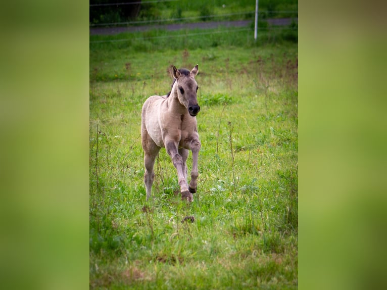American Quarter Horse Klacz Źrebak (01/2026) 150 cm Grullo in HohendubrauQuitzdorf am See
