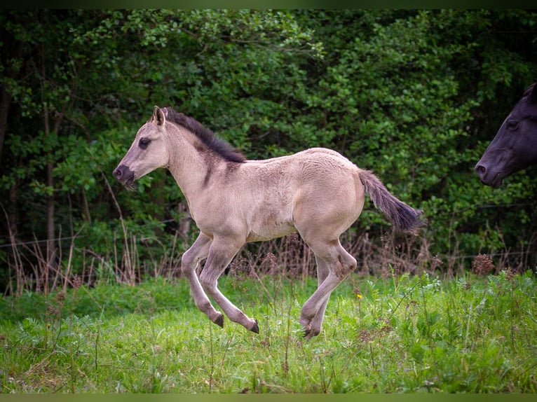American Quarter Horse Klacz Źrebak (01/2026) 150 cm Grullo in HohendubrauQuitzdorf am See